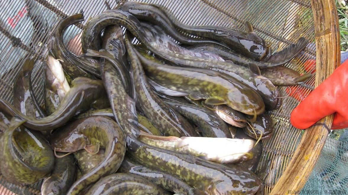 青鲇魚,青鲇魚的做法
