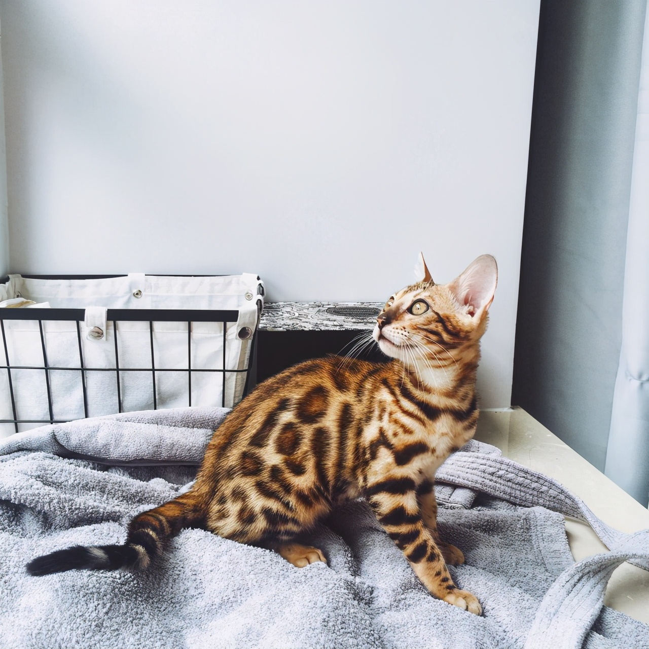 猫品种有哪些（公认颜值最高的10种猫咪）
