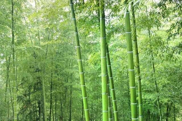 《诗经•卫风•淇奥》说：这样的男人才叫完美男人