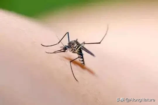 蚊子的寿命有多长，一般只有3-7天寿命？