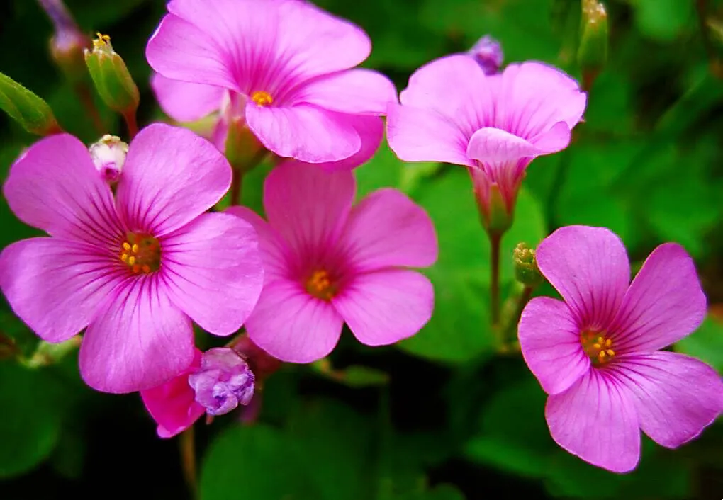 红花酢浆草是什么植物（红花酢浆草的生长环境）