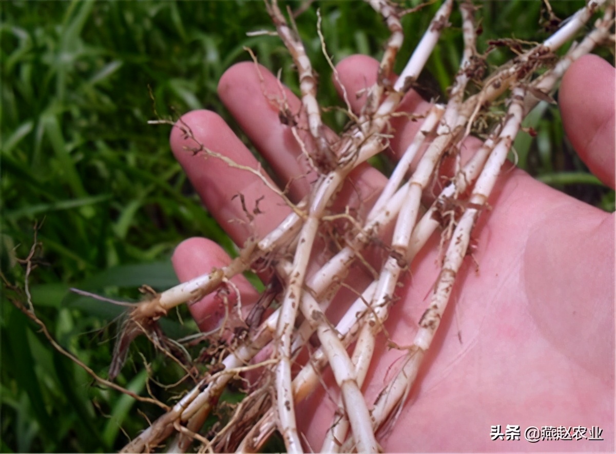 鳖甲粉小叶杨树白茅根图片