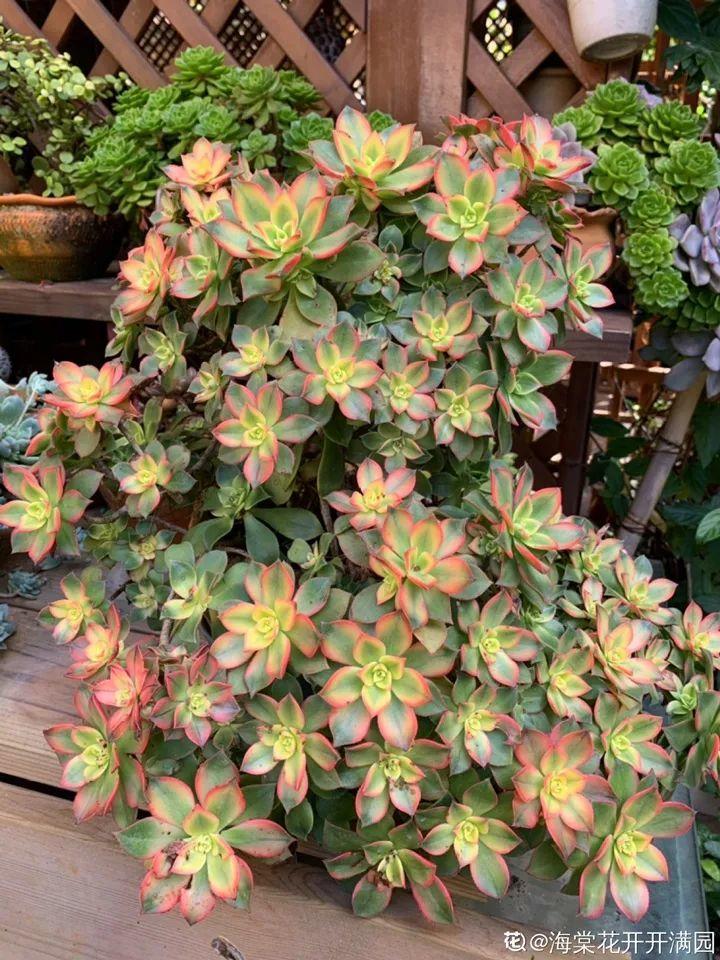 这12种花快施肥，根壮叶绿，还能提早开花