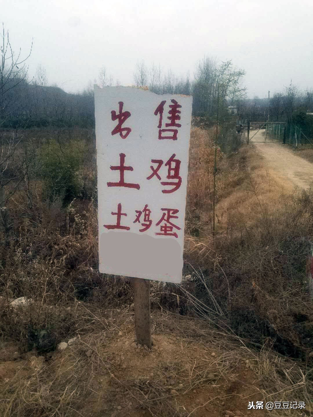 陕西的哥，累了，回家养土鸡，可以养活一家子吗？