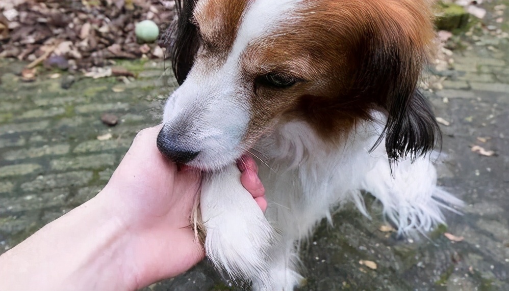 在狗狗眼中,主人摸它的爪子,是想干这几件事