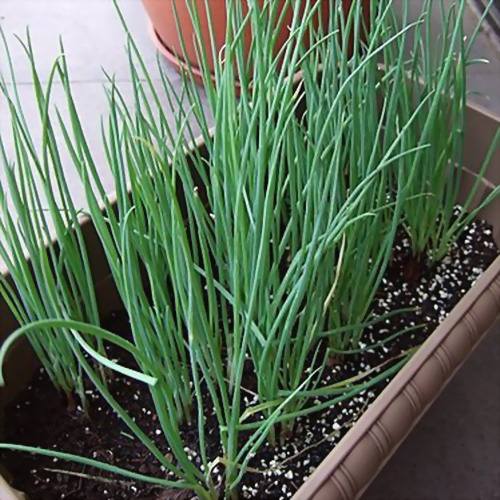 4步教你盆栽小葱,又粗又"肥硕",不用再去菜市场买