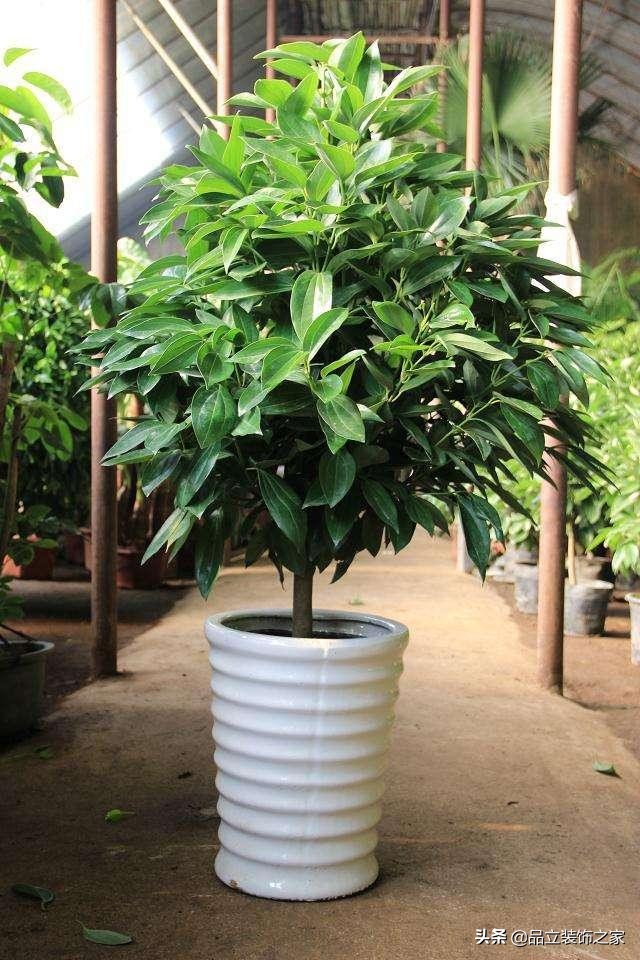 好看又好养活的办公室植物精选