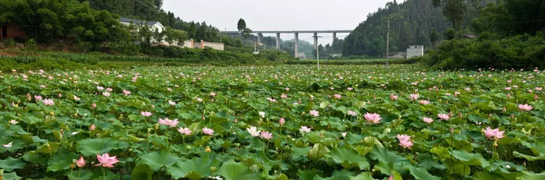 盈盈芙蕖水中开，菡萏尽放，千娇百媚~与君共赏这一池荷香