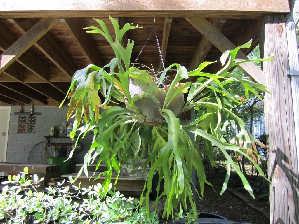 不适合用土壤栽培的鹿角蕨,挂木板上养,这植物很容易打理