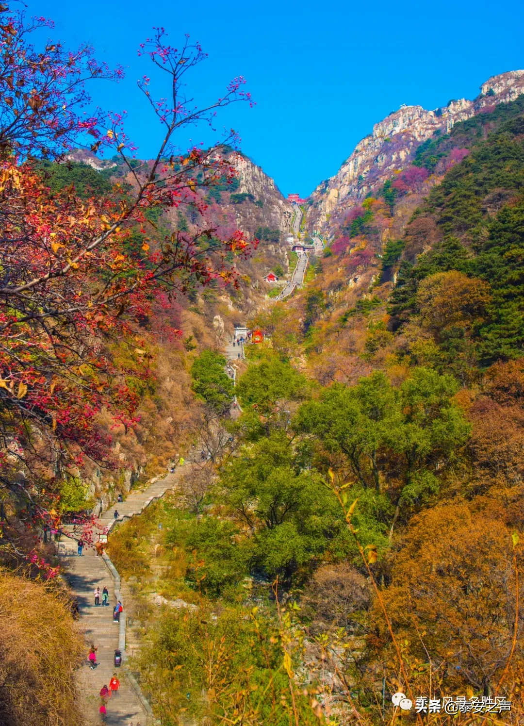 深秋泰山：一年好景君须记，最是橙黄橘绿时