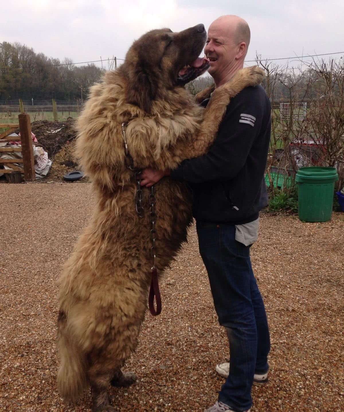 俄罗斯战斗民族养的狗狗，最重达150斤，带你了解犬中之王高加索