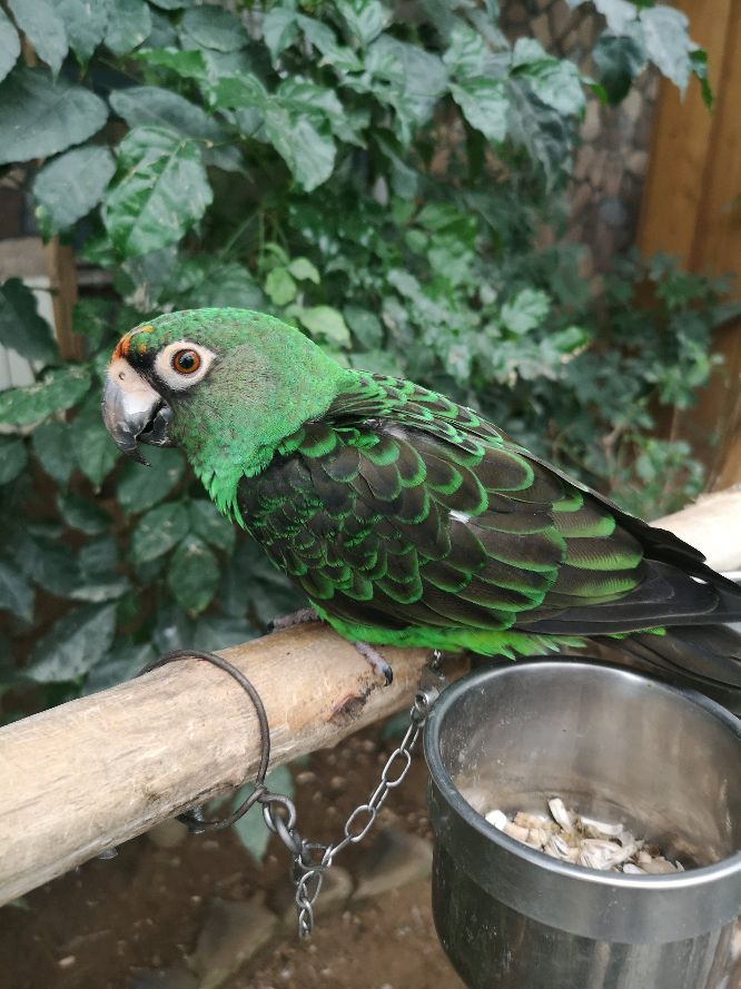 和尚鹦鹉价格4千元内的4种中小型鹦鹉