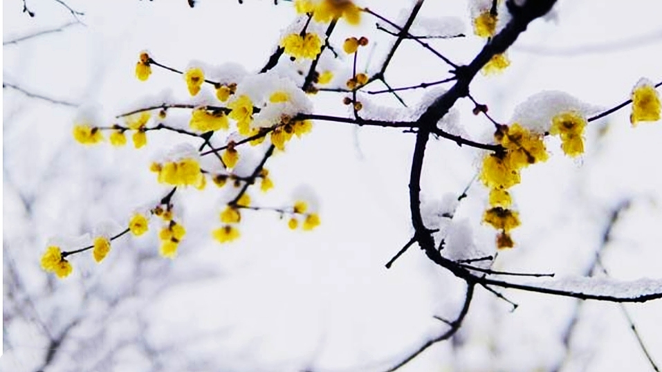 更无花态度，全有雪精神。蜡梅冲寒开，温柔了时光，惊艳了岁月