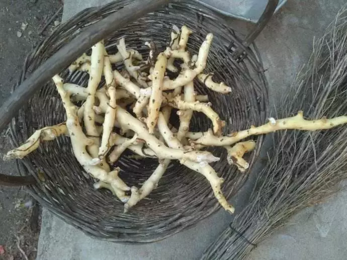 这些中药,名字看起来很像,但实际作用却大相径庭