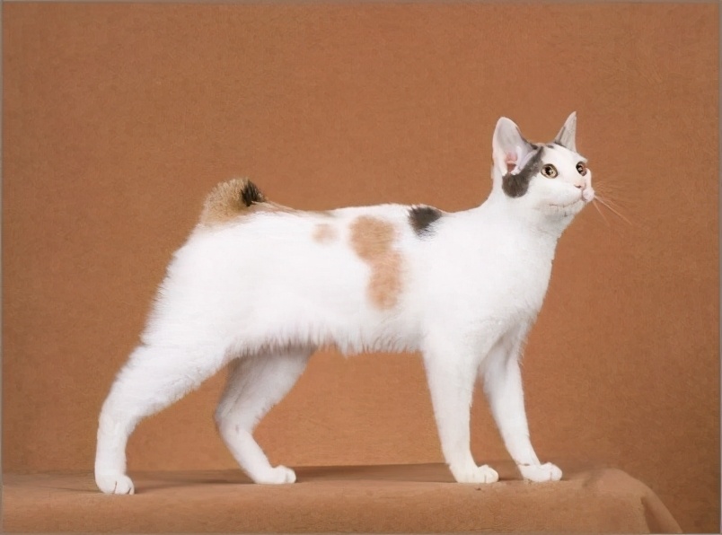 猫咪寿命排行榜，最长的猫可以活20年，你家猫上榜了吗？