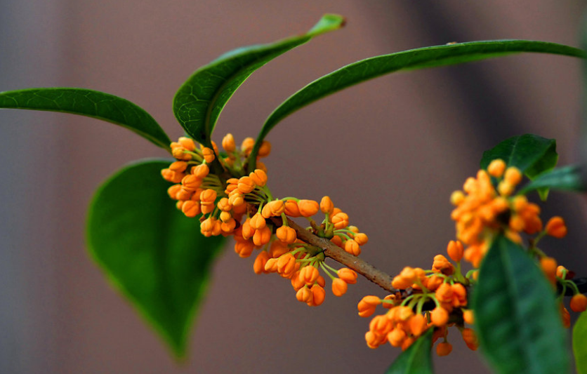 桂花 诗词(浓香满衣袂 不觉桂花开，十五首桂花的诗词，桂花香，秋意浓)