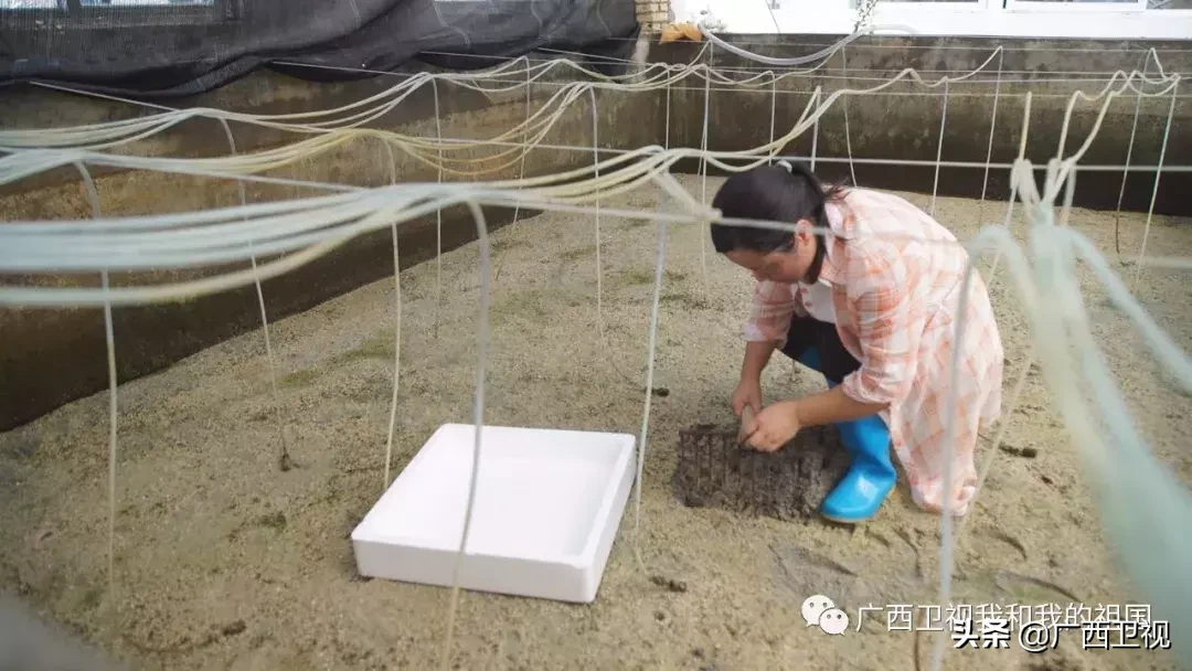 为造地雷浑身是伤，俘虏级别最高国民党将领……他们都是解放广西的英雄