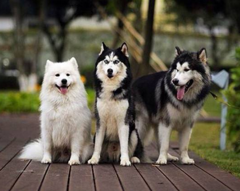 养阿拉斯加犬的7大坏处有哪些？