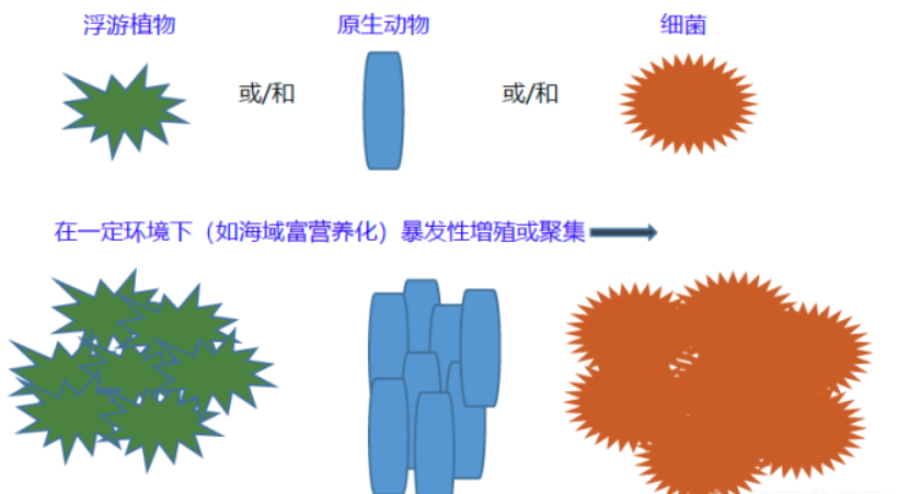 北方多地禁食海虹！毒性比眼镜蛇毒还强80倍，为何不直接禁止？