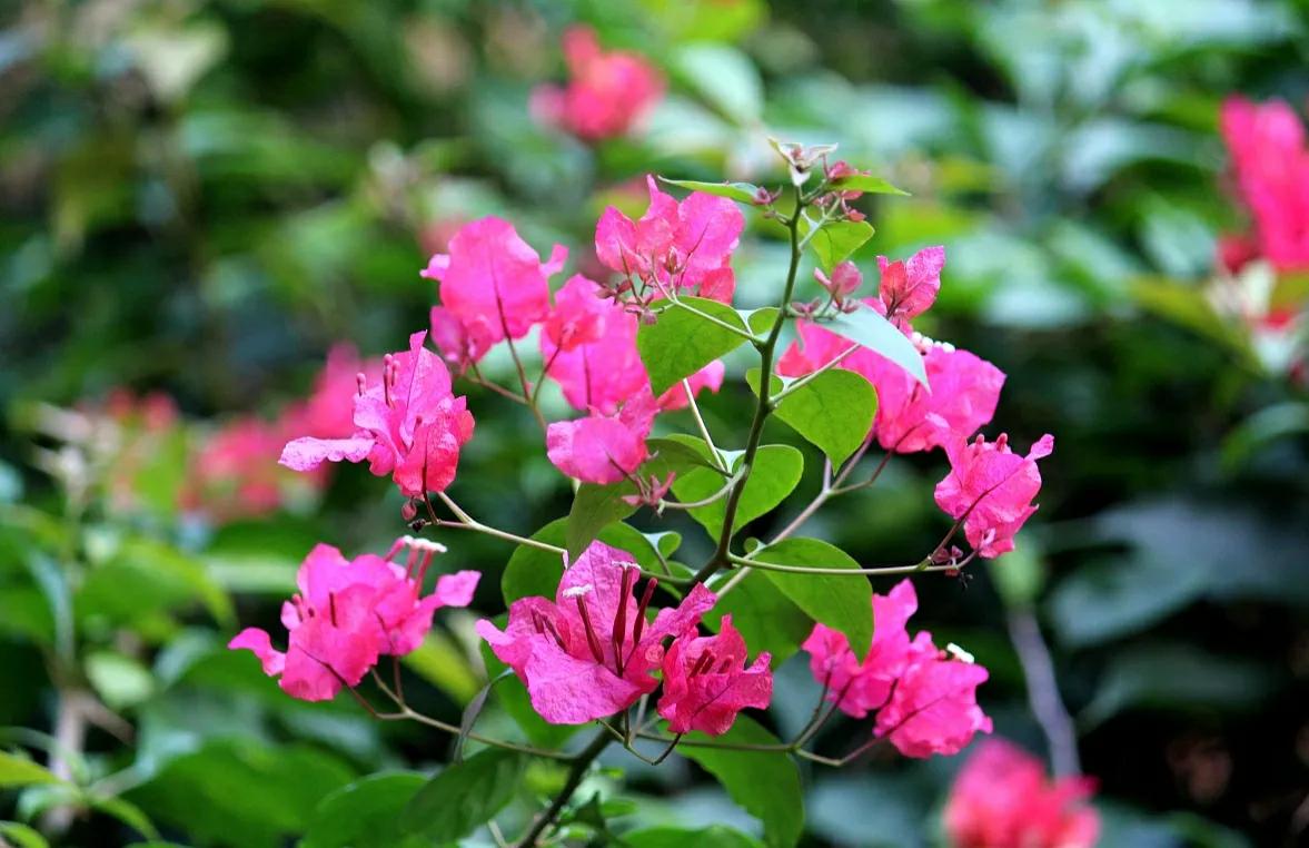 夏天开放的花有哪些?5种花开花在夏季开,每一种都很美