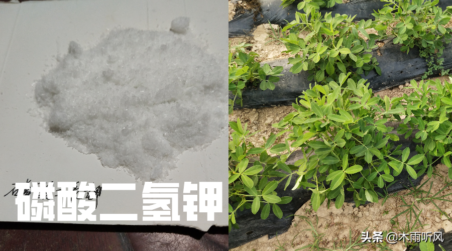 芸苔素内酯能混用吗(芸苔素内酯能与杀菌剂混用吗)