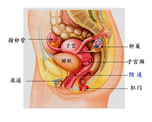 真人陰道圖片(沒了子宮) - 赤虎壹號