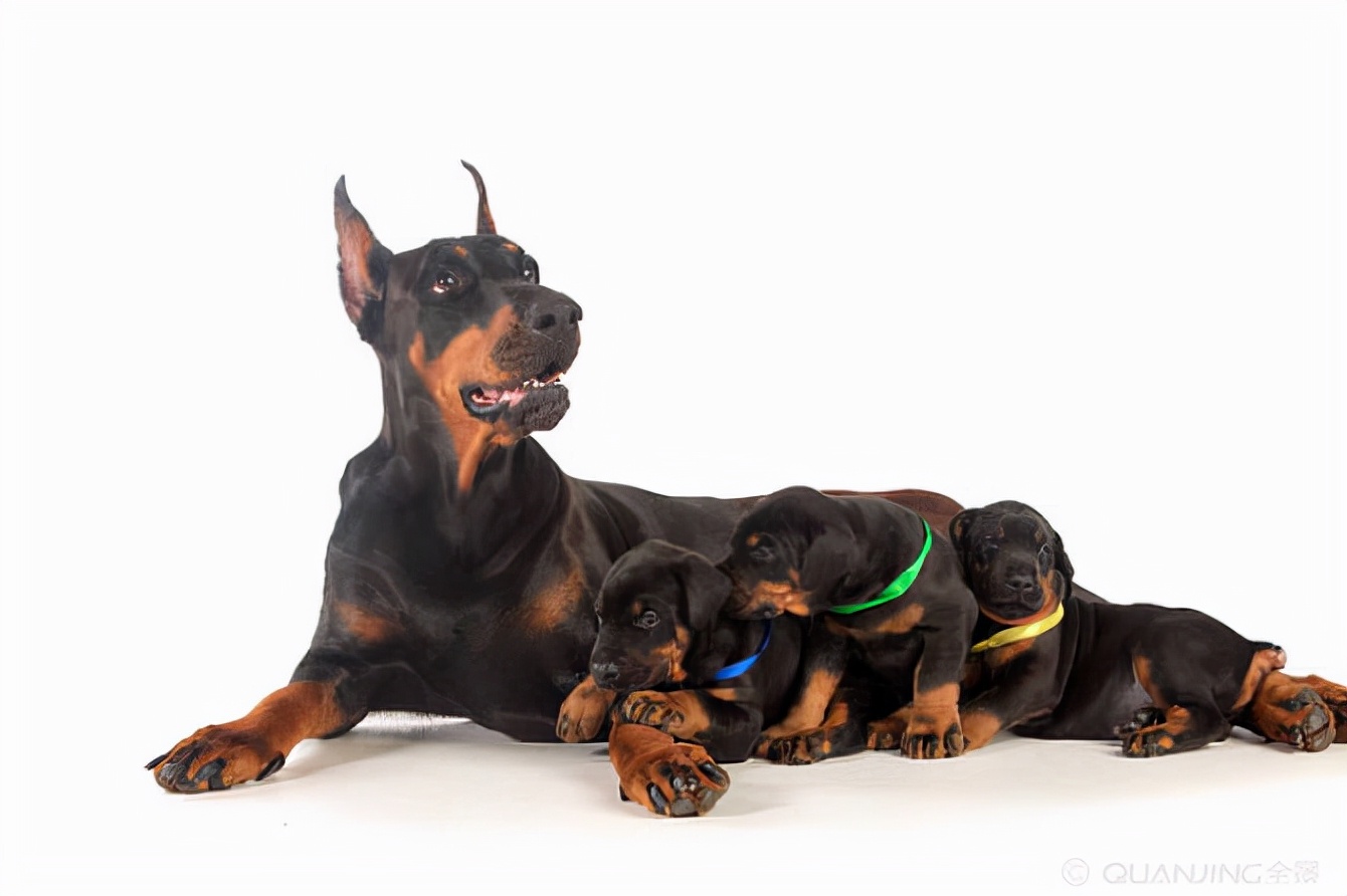 世界犬种智商排名榜前 30 名的聪明狗狗