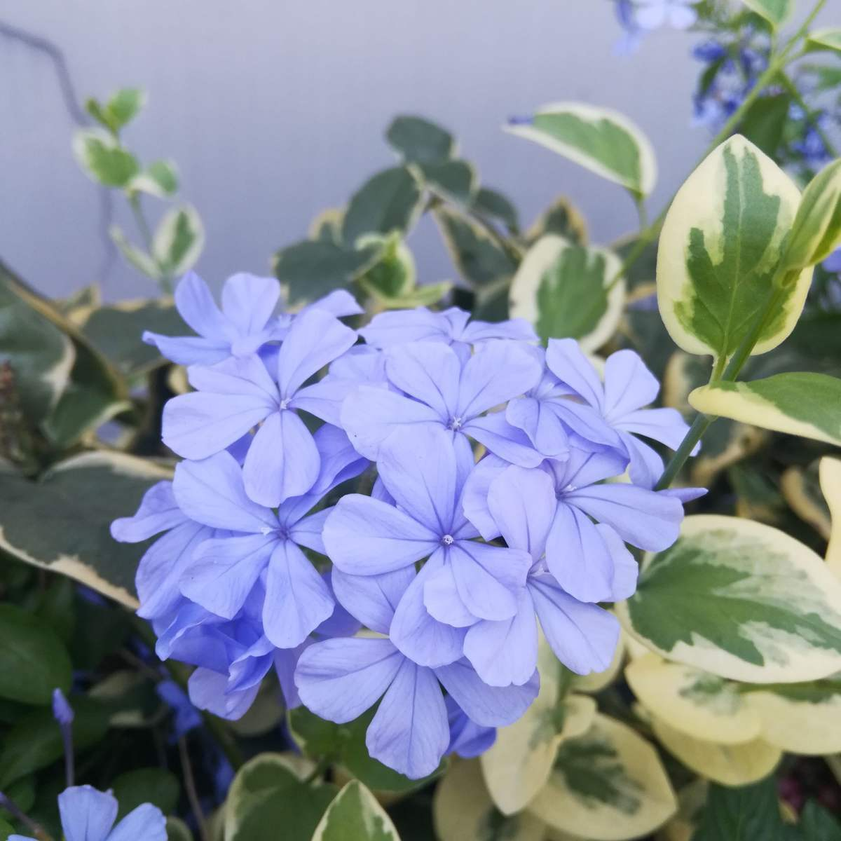 蓝色的花有哪些(喜欢蓝色的一定不要错过，这5种蓝色系的花，清新又浪漫)