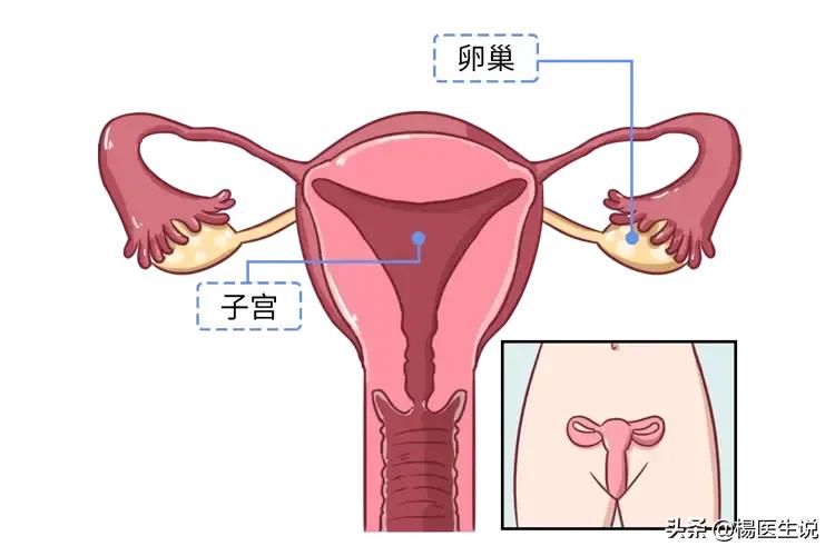 医院让人脸红的“妇科检查”，到底是如何进行的？一次性说清楚！