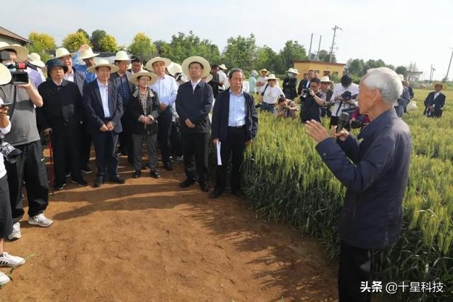 河南省选大穗小麦品种：不选河北的，要选陕西的，为什么呢？
