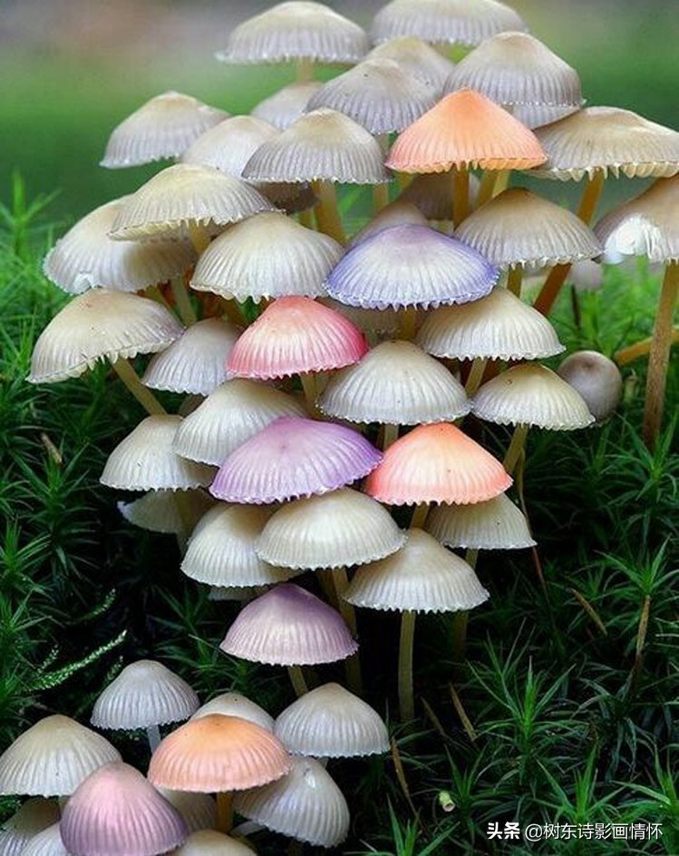 多彩蘑菇亦芬芳：林间精灵绽放斑斓香气，自然奇观悄然绽放