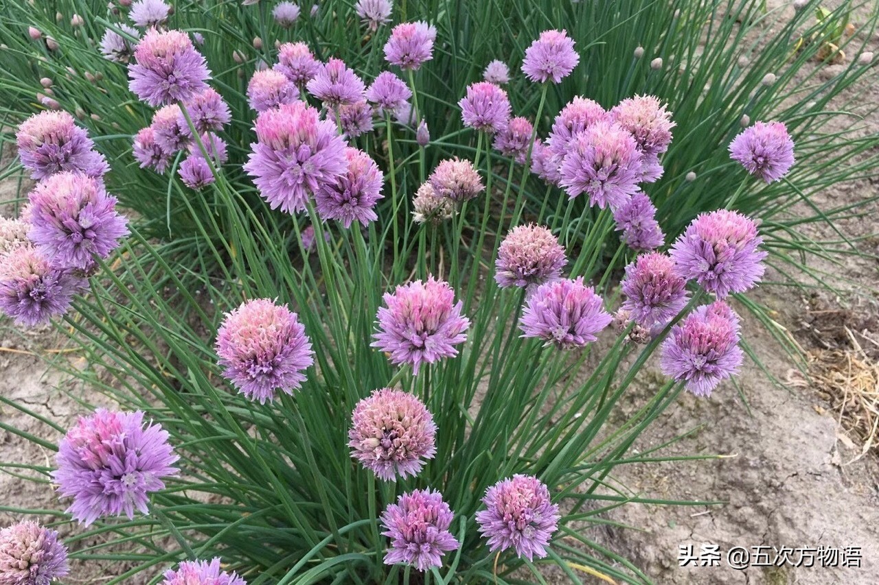 能吃又好看的虾夷葱