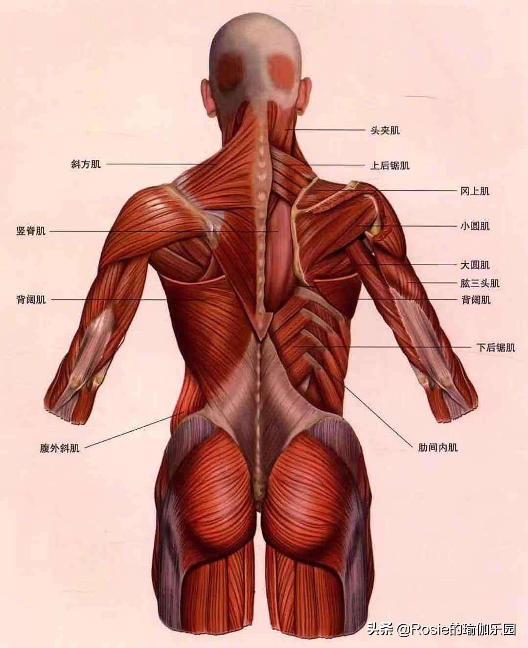 小学生瘦腿方法(久坐臀部扁塌大腿粗，整日抱娃肩背痛，3招教你瘦腿去痛变美)