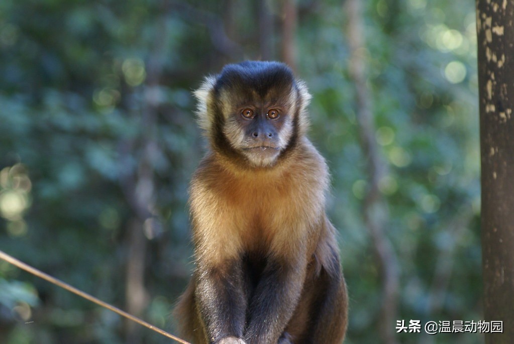 僧帽猴的图片(图文讲解僧帽猴的真实外貌)