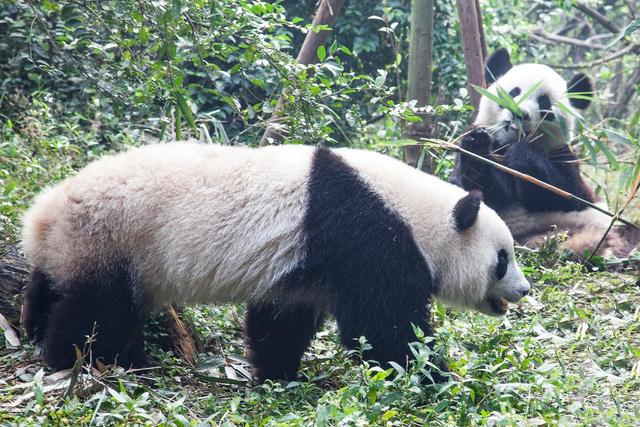 关于介绍熊猫的美文
