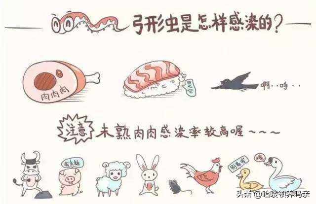 一份详细的猫寄生虫手册，看完你还敢说猫咪不需要驱虫吗？