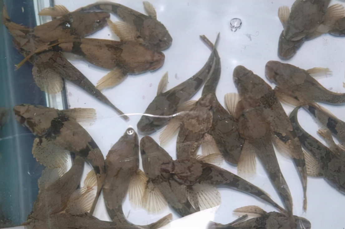黄河入海口发现野生松江鲈鱼，曾有人开价2000元/斤，为何那么贵
