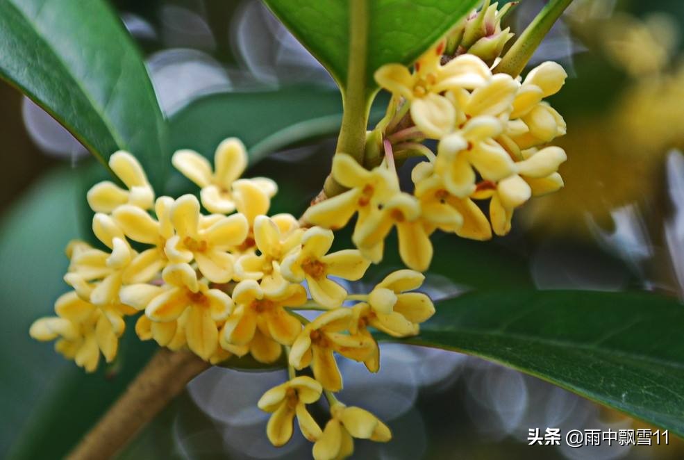 桂花树种植技术（教你5个养殖方法花开百朵满屋香）