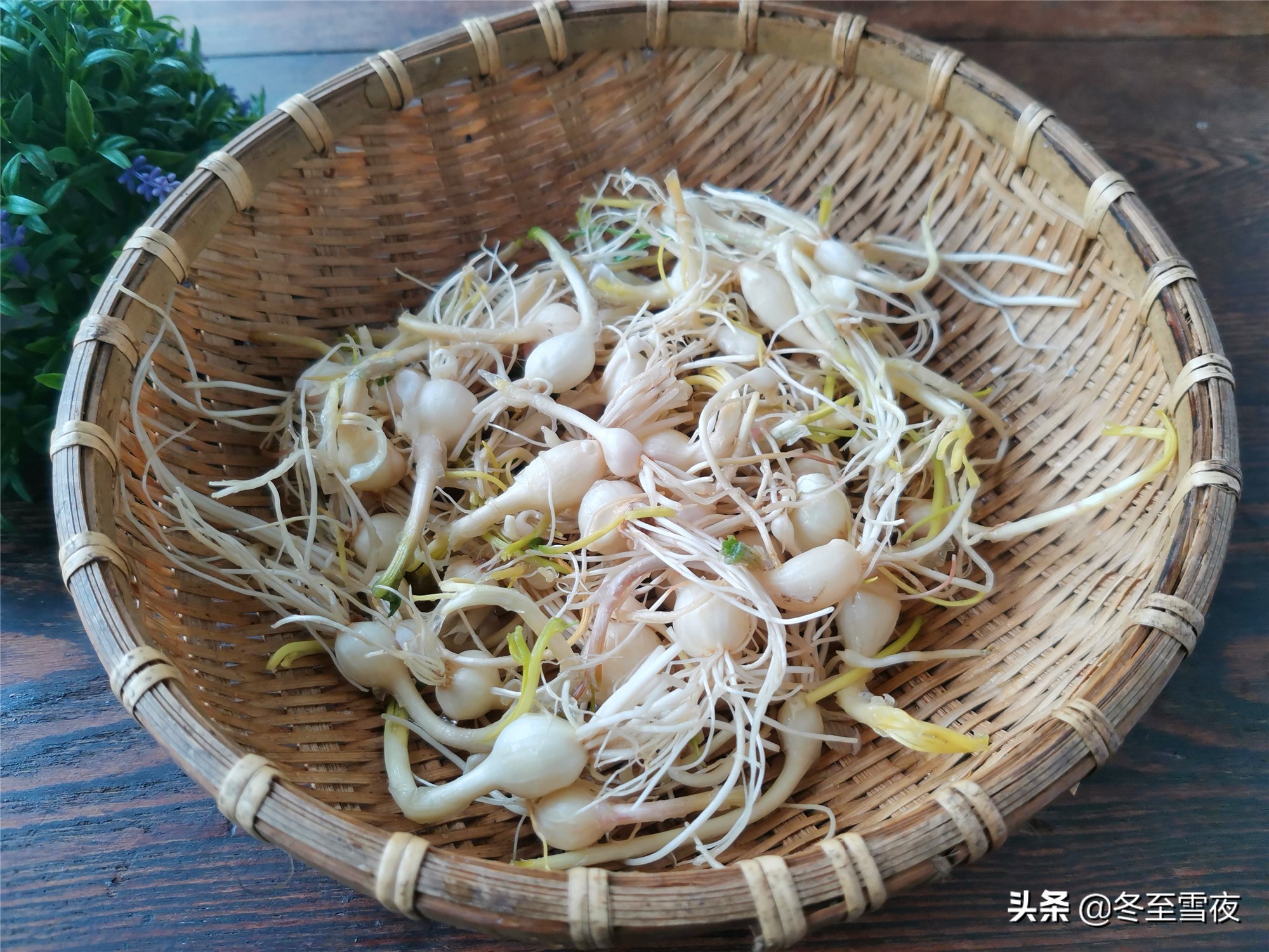 山野菜的做法,山野菜的做法大全