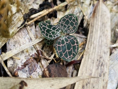 十种农村常见中药材，有的价值过万元一斤，遇到别错过