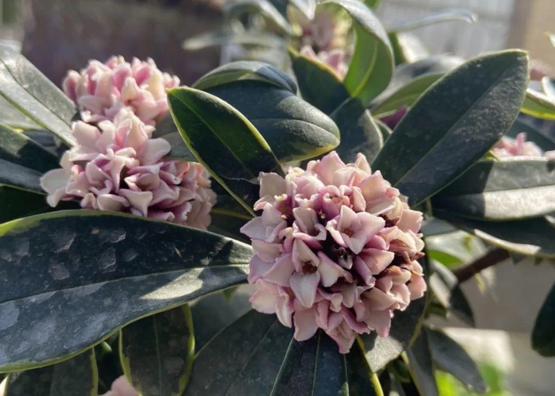 兰花香电影剧情「简介」 _晶羽科技