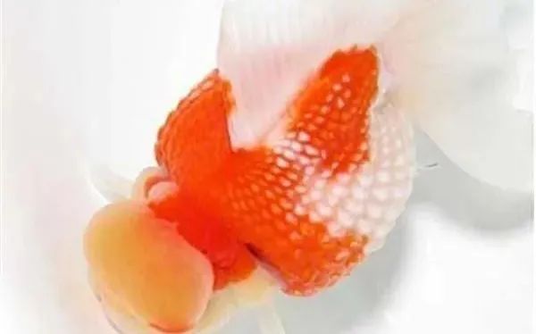 金鱼百览