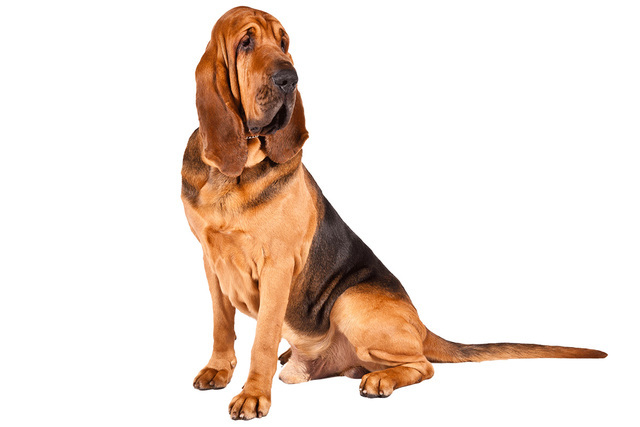 世界上最好的追踪犬——寻血猎犬