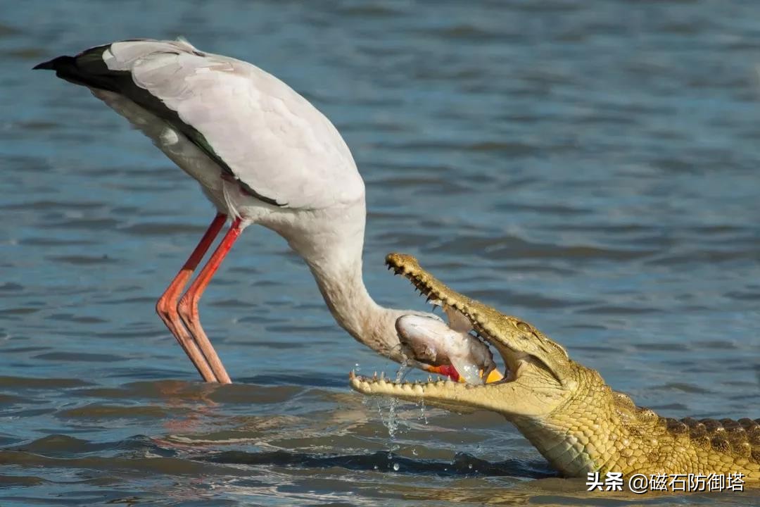 鳄鱼眼泪(鳄鱼为什么会流眼泪？是假慈悲还是排除盐分？)