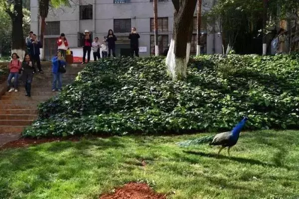 高校各种“神兽”出没，你的大学有什么？