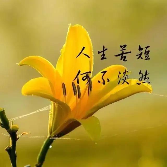 冰霜之姿：冷傲女子的高傲风采