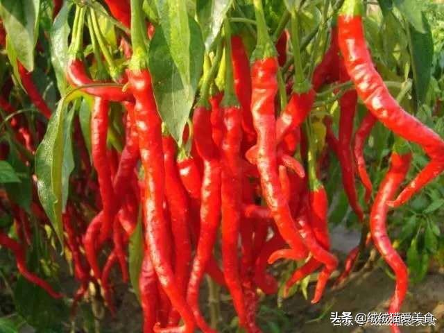 好辣啊，我喜欢！中国十大辣椒你知道吗？敢吃你就来