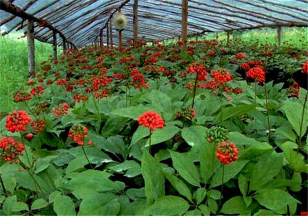 云南白药植物怎么养忌讳什么精心整理