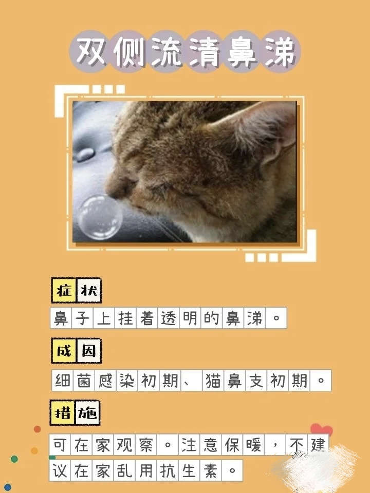 猫咪生病的迹象，看懂前兆比治病更重要