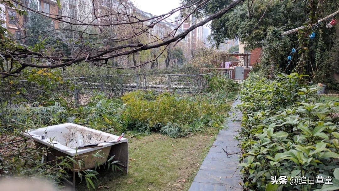 武汉都市菜园DIY回忆录之三樱花潭与浴盆鱼缸